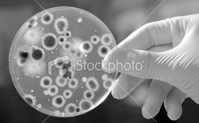 cells
