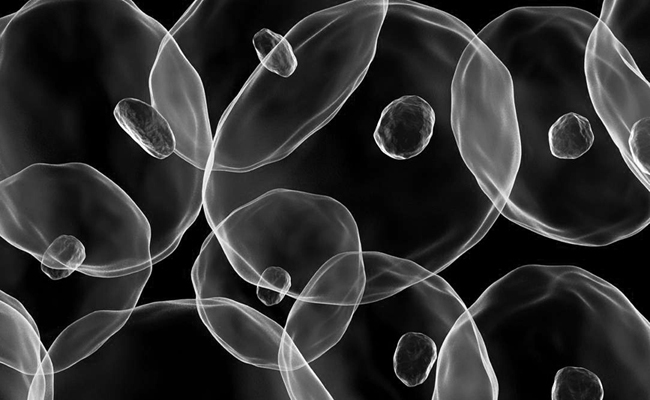 cells